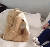 Peek a Boo Teddy Bear Plush Toy